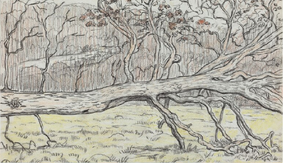 A fallen tree